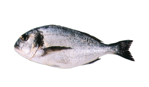 Dorada